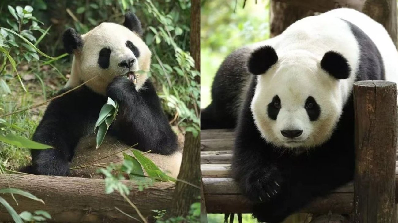 Parten pandas gigantes de China rumbo a Estados Unidos
