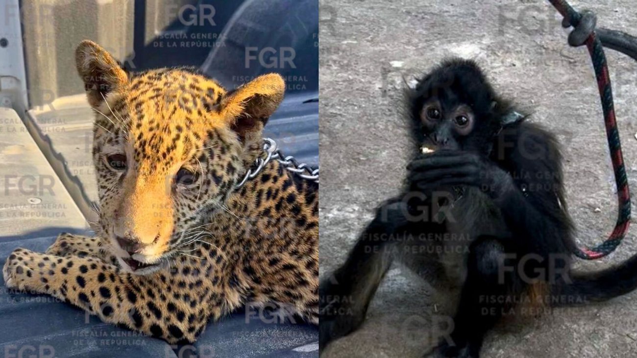 Aseguran ejemplares de zoológico particular en Coahuila