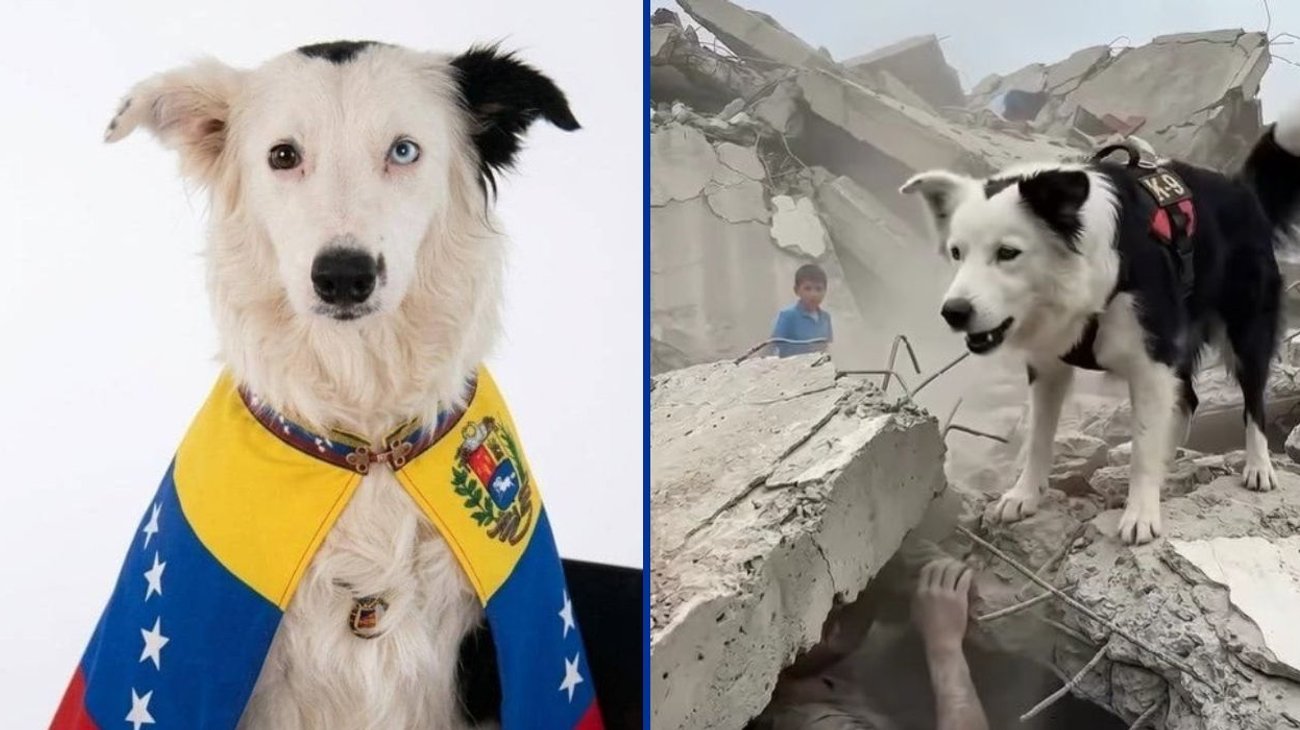 Tsunami, el perro rescatado que salva vidas en Venezuela