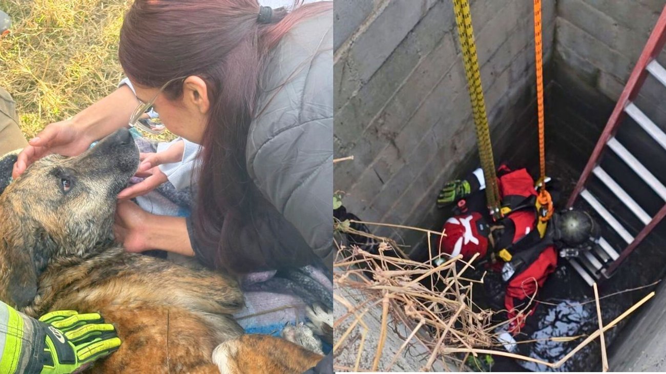 Rescatan a perrita que cayó a pozo de agua en el sur de Monterrey