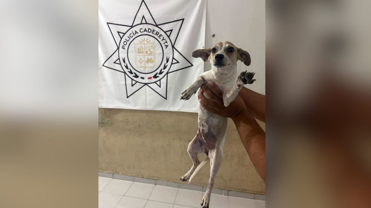 Rescatan a perrita tras presunto maltrato en Cadereyta