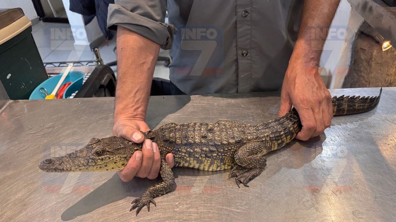 Trasladan cocodrilo de Ramos Arizpe al Museo del Desierto