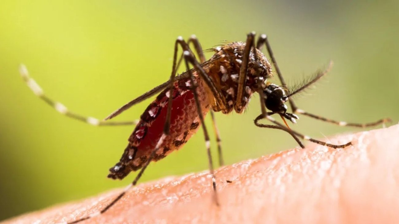 Detectan en Florida los primeros casos locales de dengue de 2026