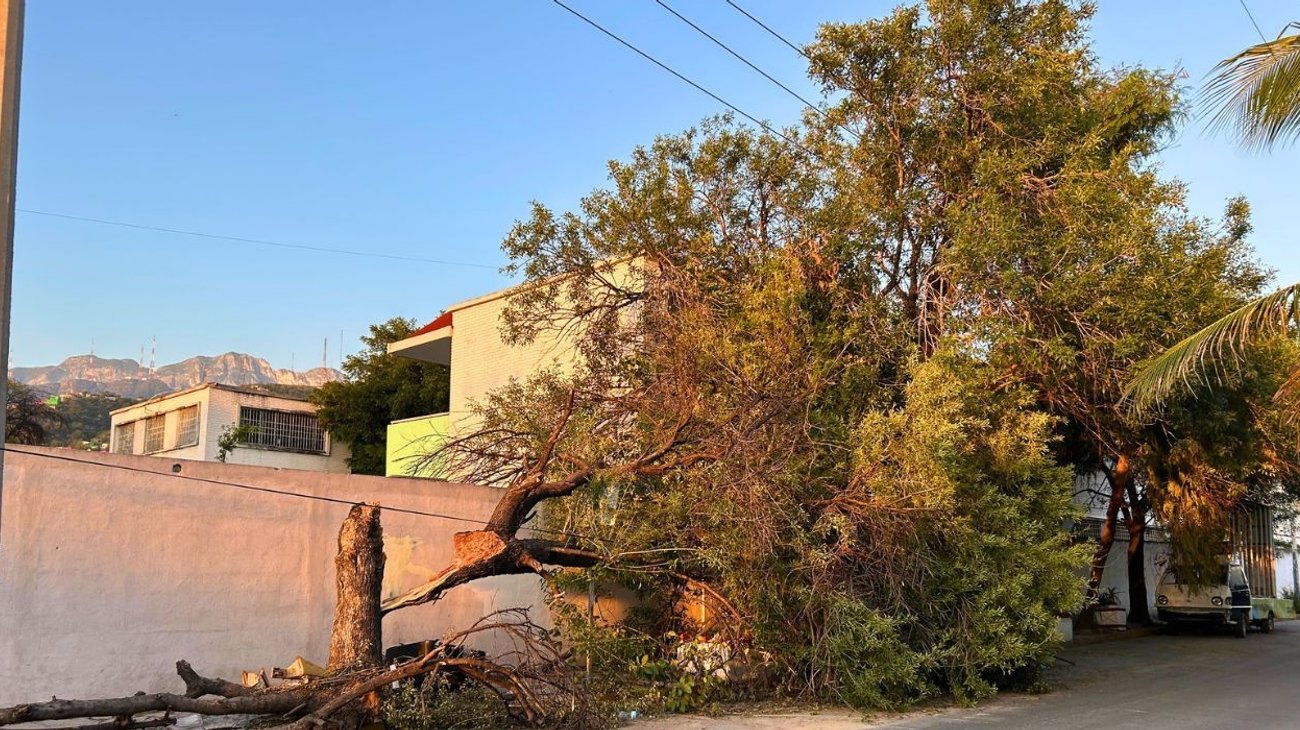 Árbol caído pone en riesgo a peatones en la colonia Independencia