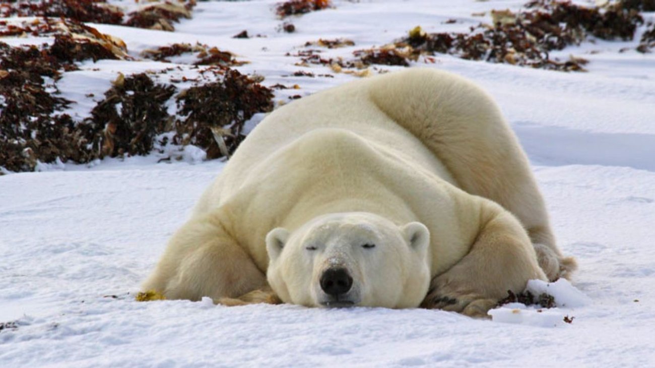 Multan en Noruega a hombre por despertar a oso polar con sirena