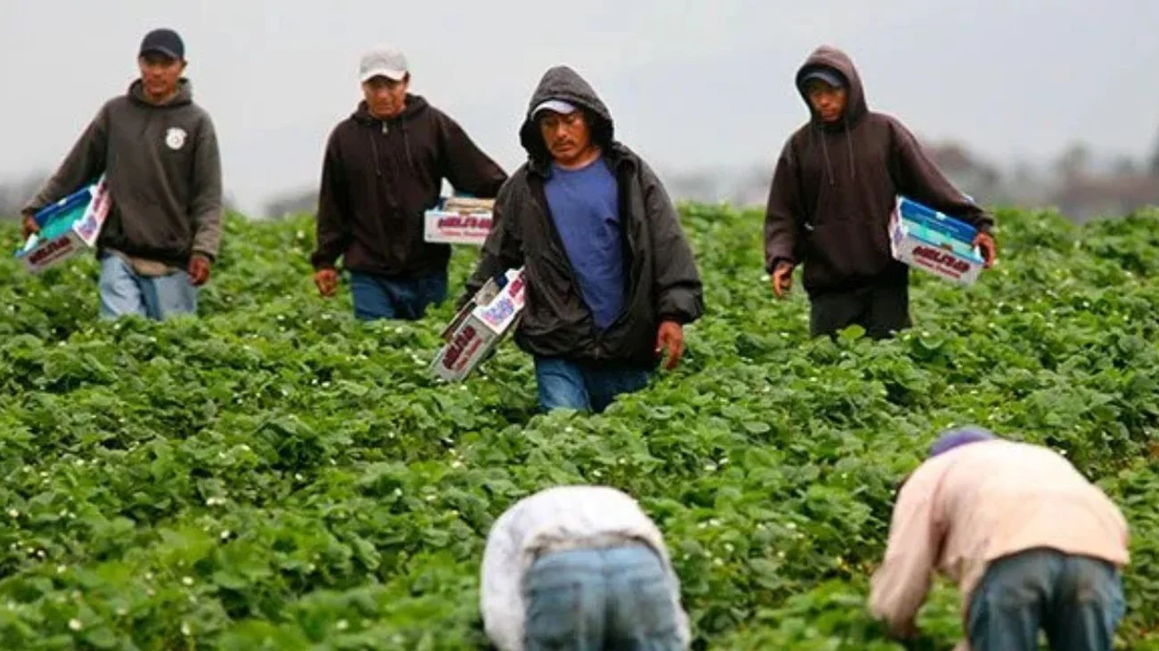 Trump reconoce que su política migratoria afecta a agricultores