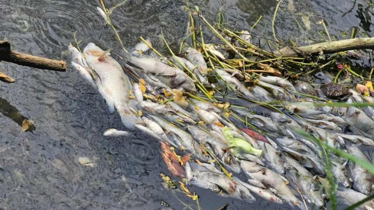 Autoridades investigan mortandad de peces en canal de El Mante