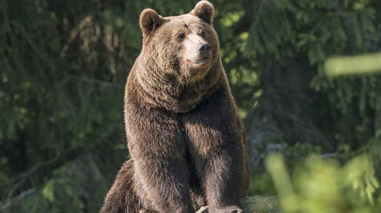 Un oso pardo hiere de gravedad a un hombre en Eslovaquia