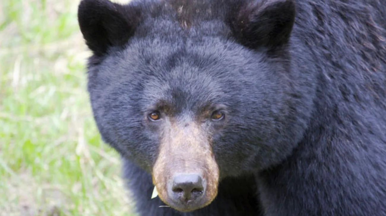 Mueren un hombre y su perro por ataque de oso en Florida