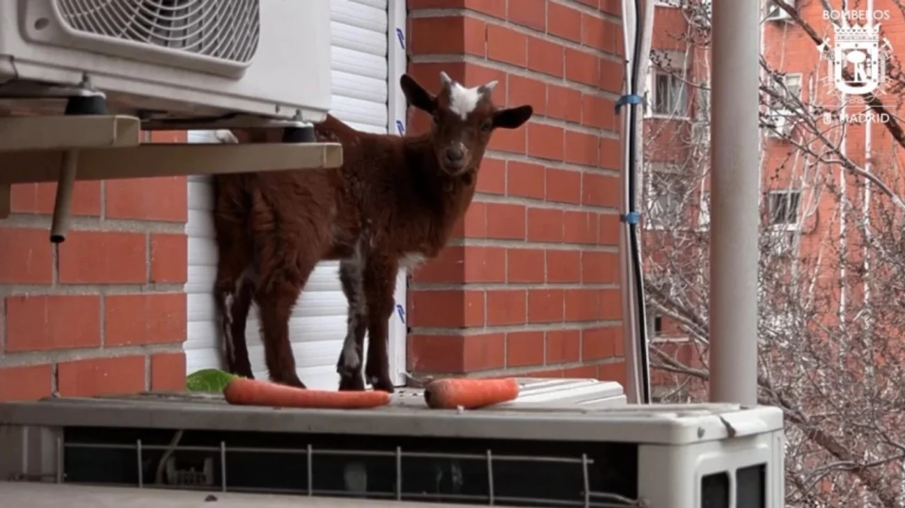 Raro inquilino del quinto piso; rescatan a cabra de las alturas