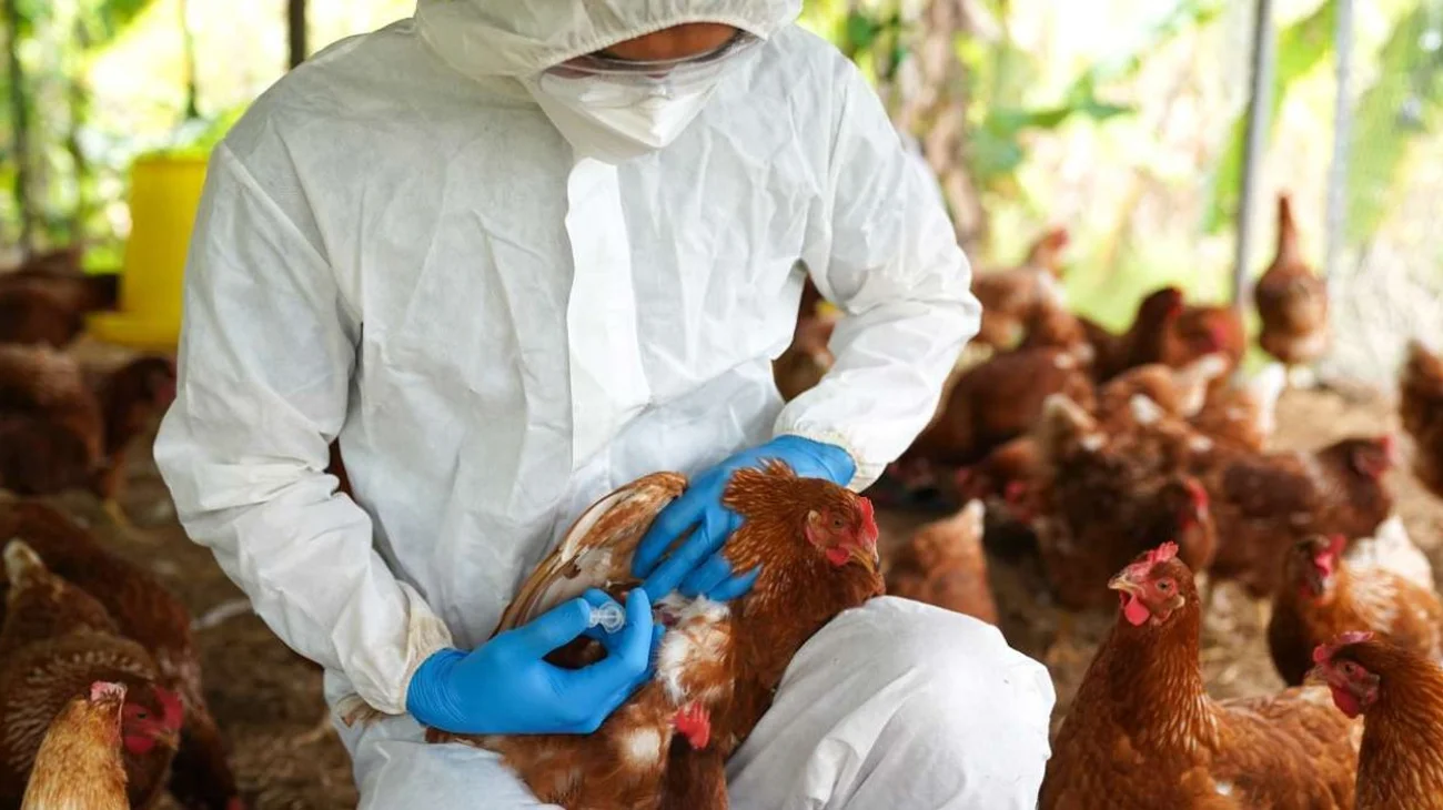 Alertan por brote de influenza aviar en granja de Marín, N.L.