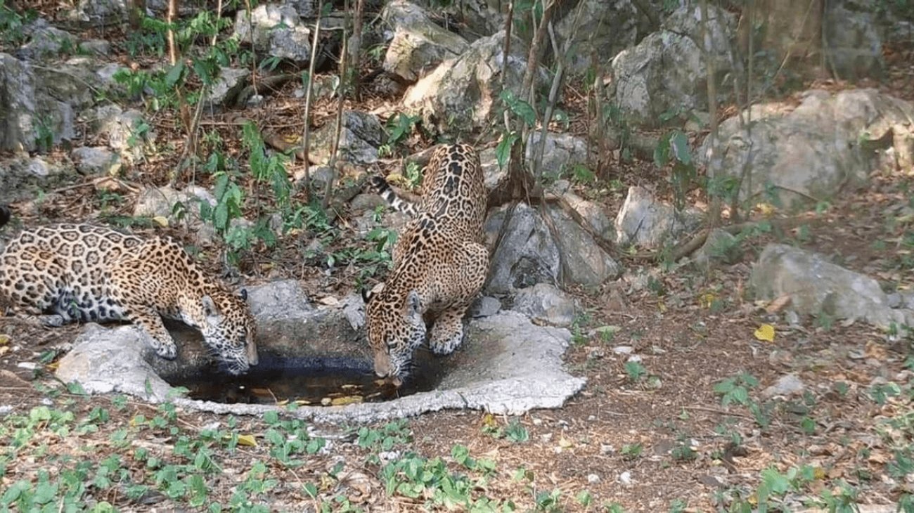 Comisión de Parques libera a cinco ejemplares de jaguar