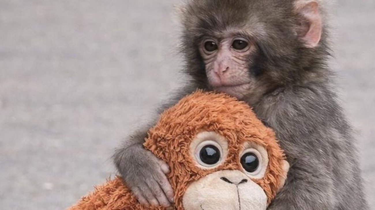 PETA exige trasladar al mono Punch, el macaco viral, a santuario