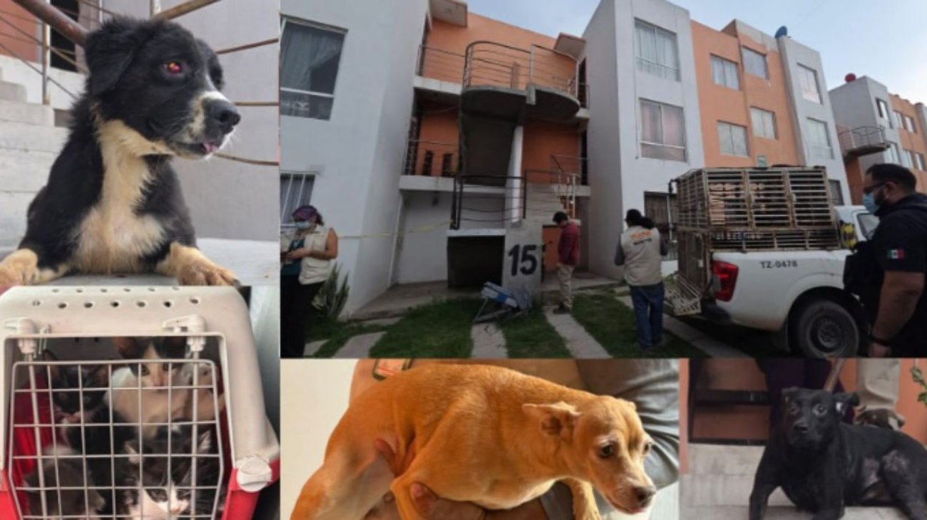 Aseguran 20 animales tras cateo por maltrato en Jalisco