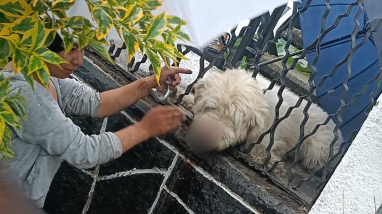 Rescatan a perrito atrapado en reja en Tlalpan