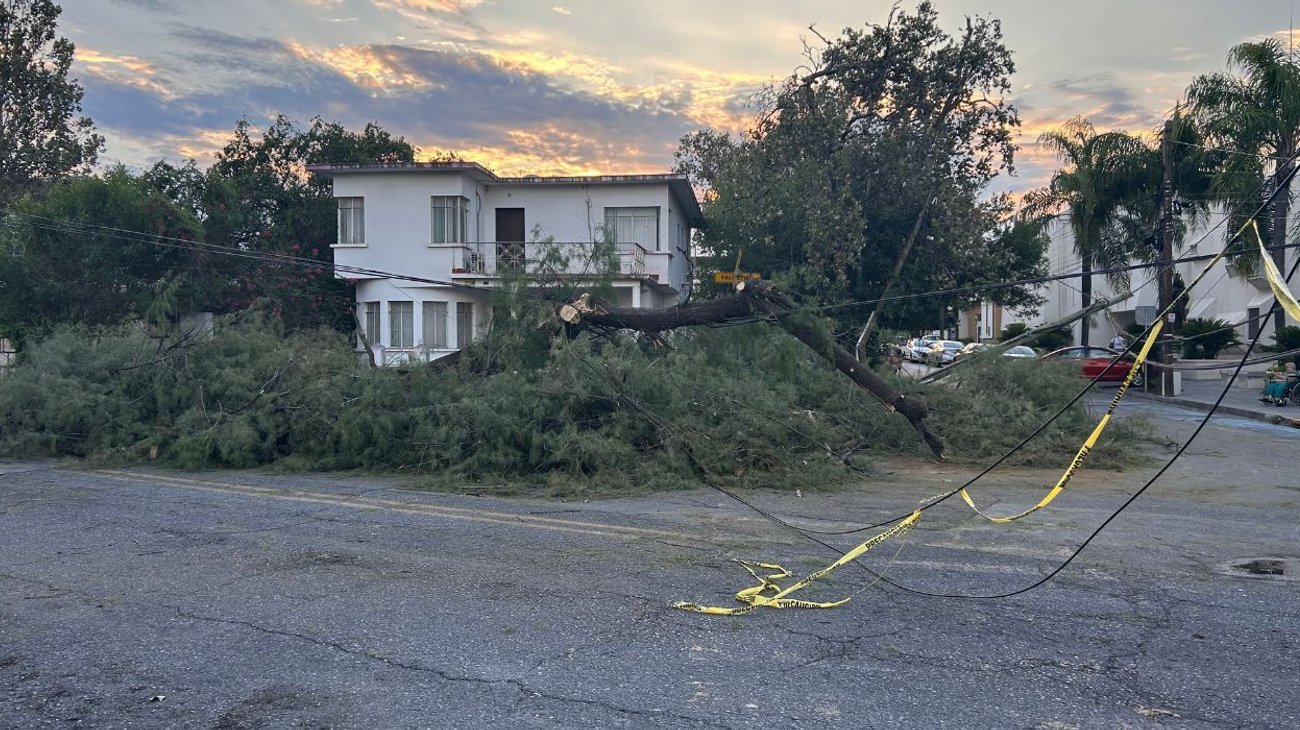 Árbol de gran tamaño cae tras lluvias en la colonia La Roma