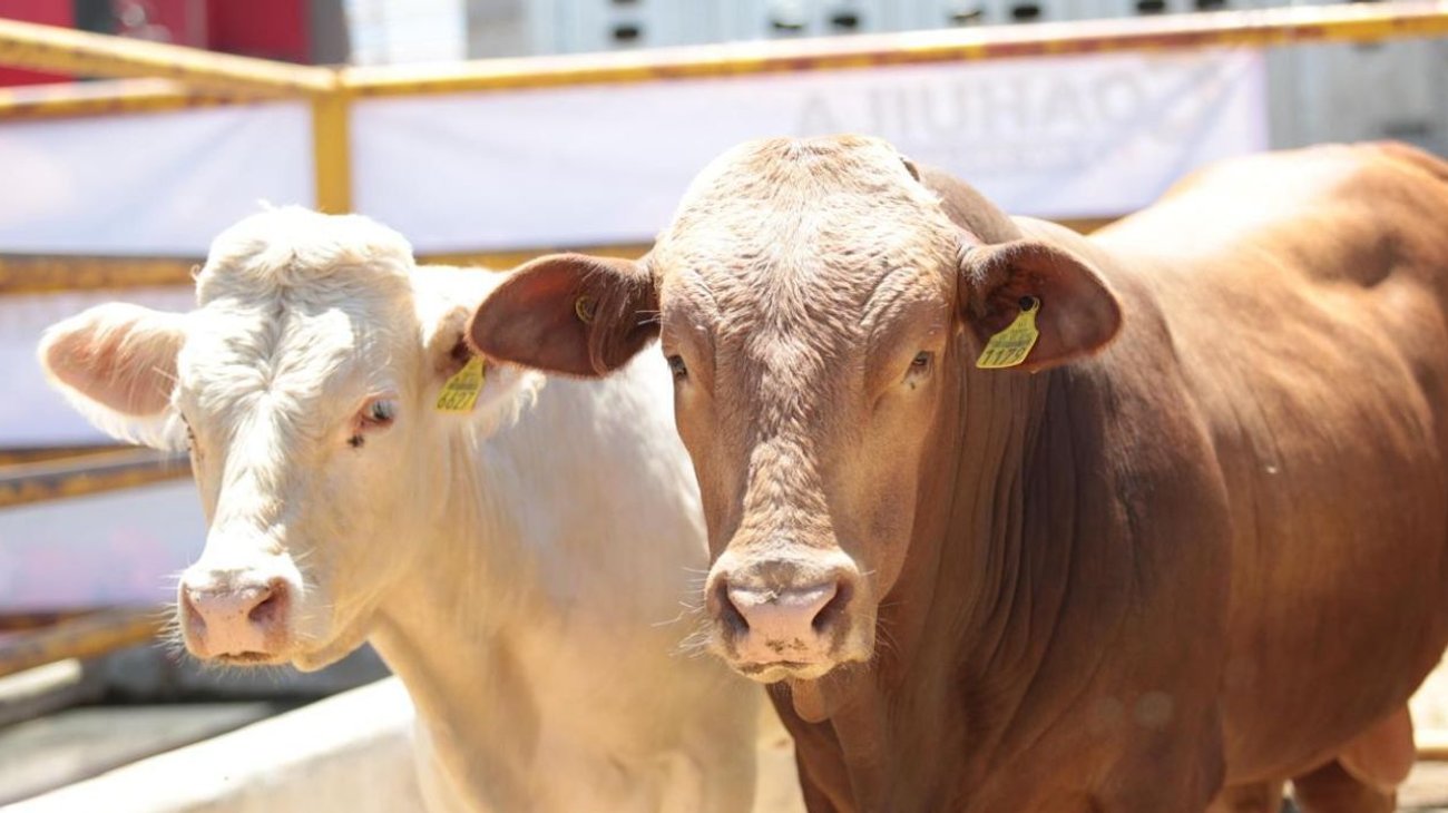 Tardará Coahuila meses en reanudar exportación de ganado