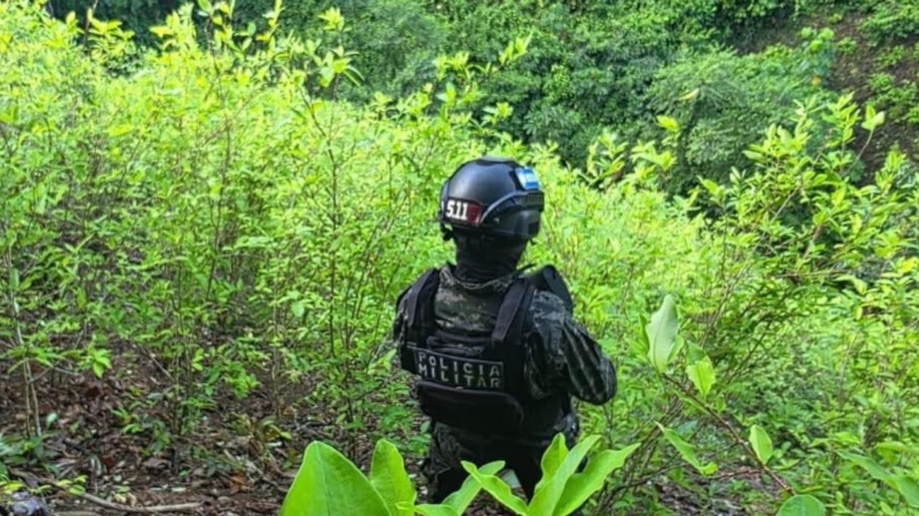 Aseguran 18 mil plantas de coca en sierra de Honduras