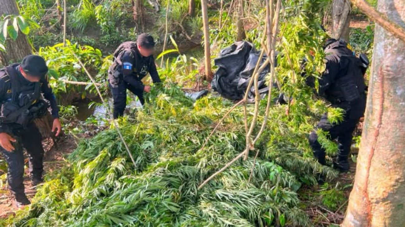 Incineran 15 mil matas de mariguana en el norte de Guatemala