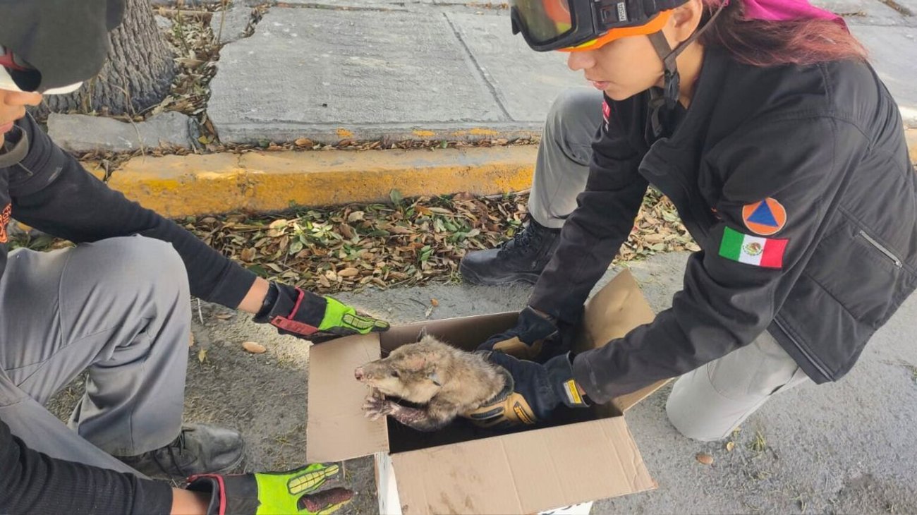 Rescatan tlacuache que estaba lastimado en Monterrey