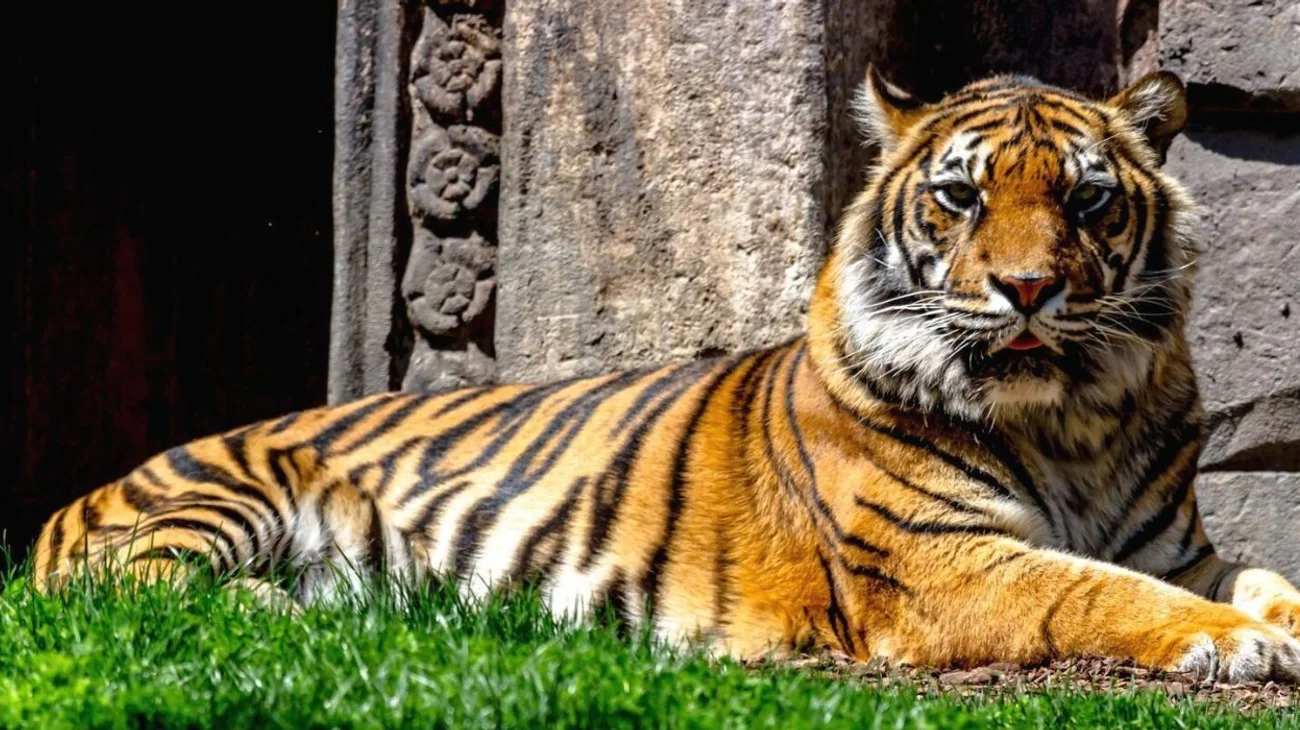 Zoológico pide mascotas para alimentar a sus depredadores