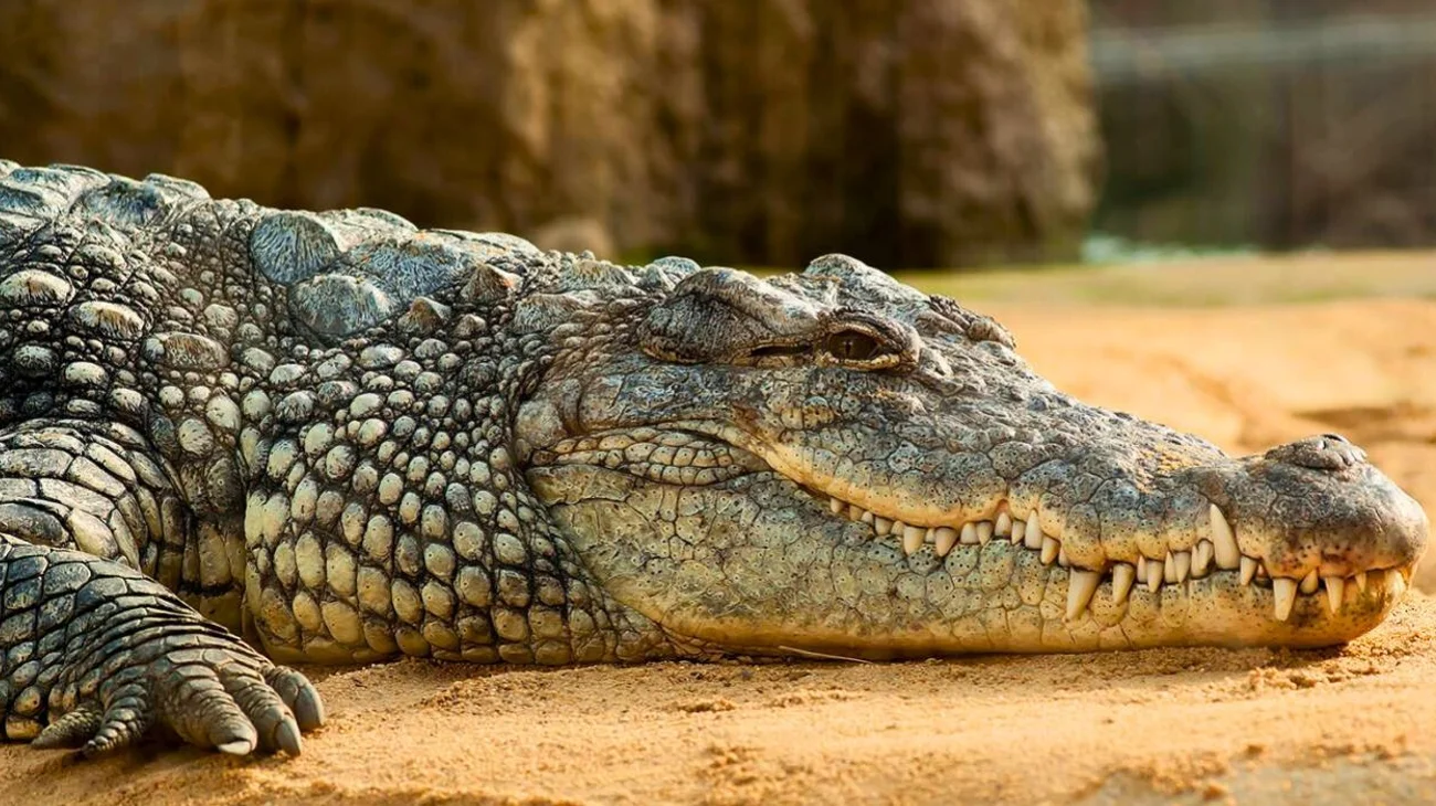 Cocodrilo muerde pierna de niño de seis años en Tamaulipas