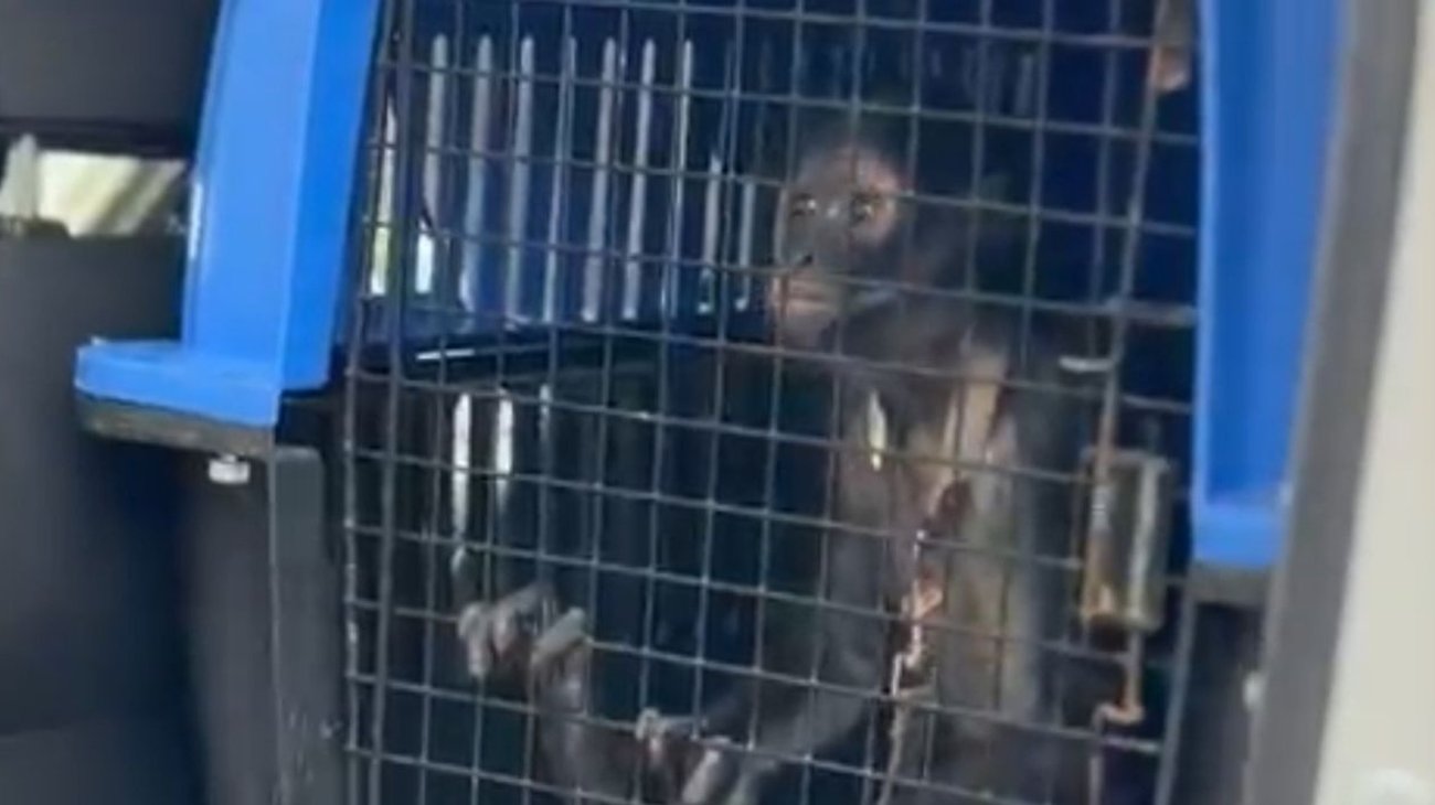 Rescatan a mono araña en cautiverio de vivienda de Escobedo