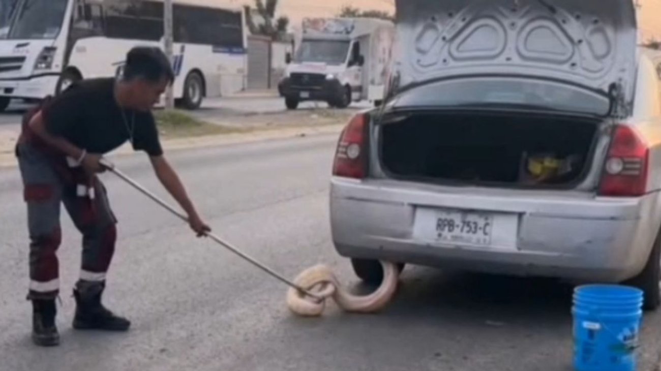 Hallan serpiente pitón dentro cajuela de automóvil en Zuazua