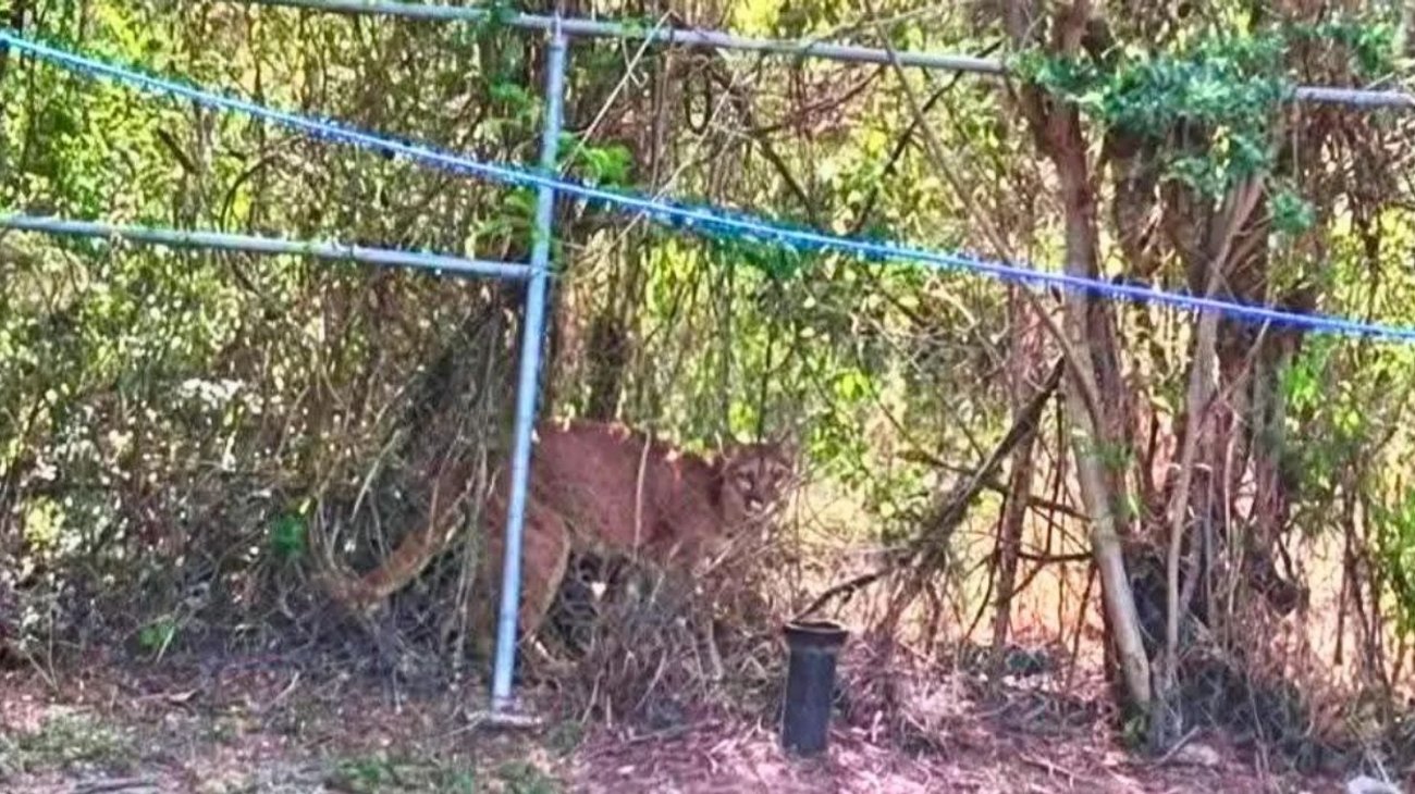 Alerta por puma moviliza a Protección Civil en General Terán