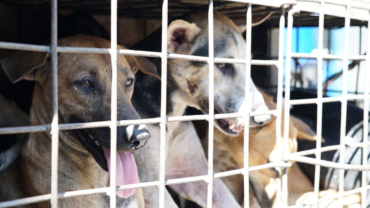Prohíben la venta de carne de perro y gato en Yakarta, Indonesia