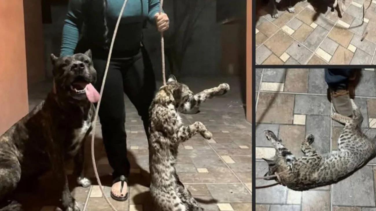 Indigna mujer tras posar con gato montés asesinado por su perro