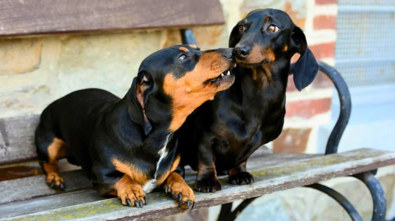 Hallan cuerpo de mujer parcialmente devorado por sus perros