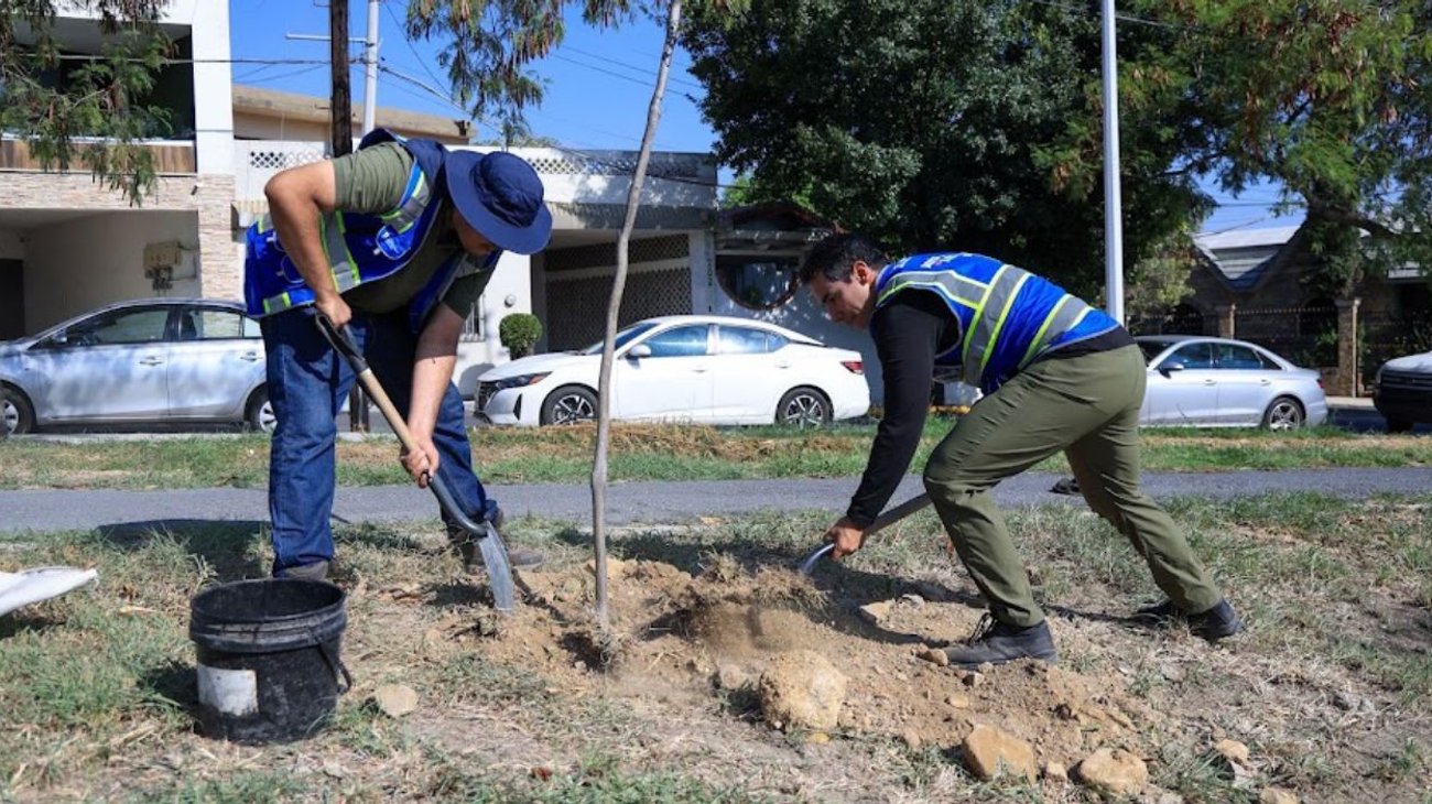 Siembran 39 árboles nativos en la colonia Vista Hermosa