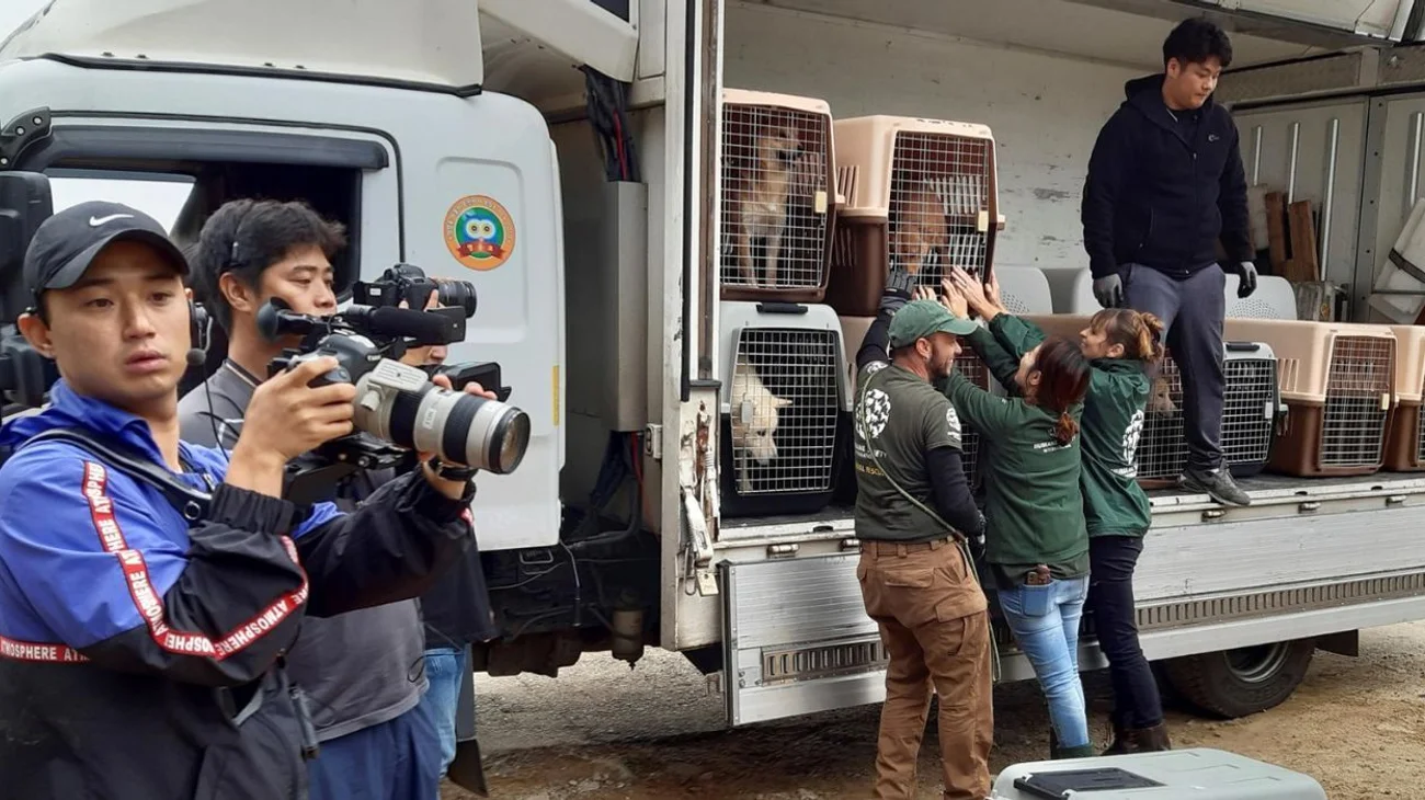 Cierran el 40% de las granjas de carne de perro en Corea del Sur