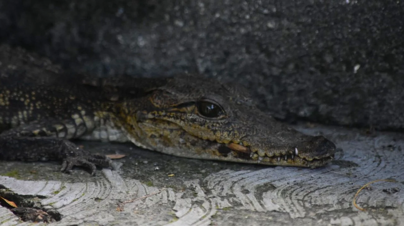 Encuentran a cría de cocodrilo afuera de vivienda en Cd. Victoria
