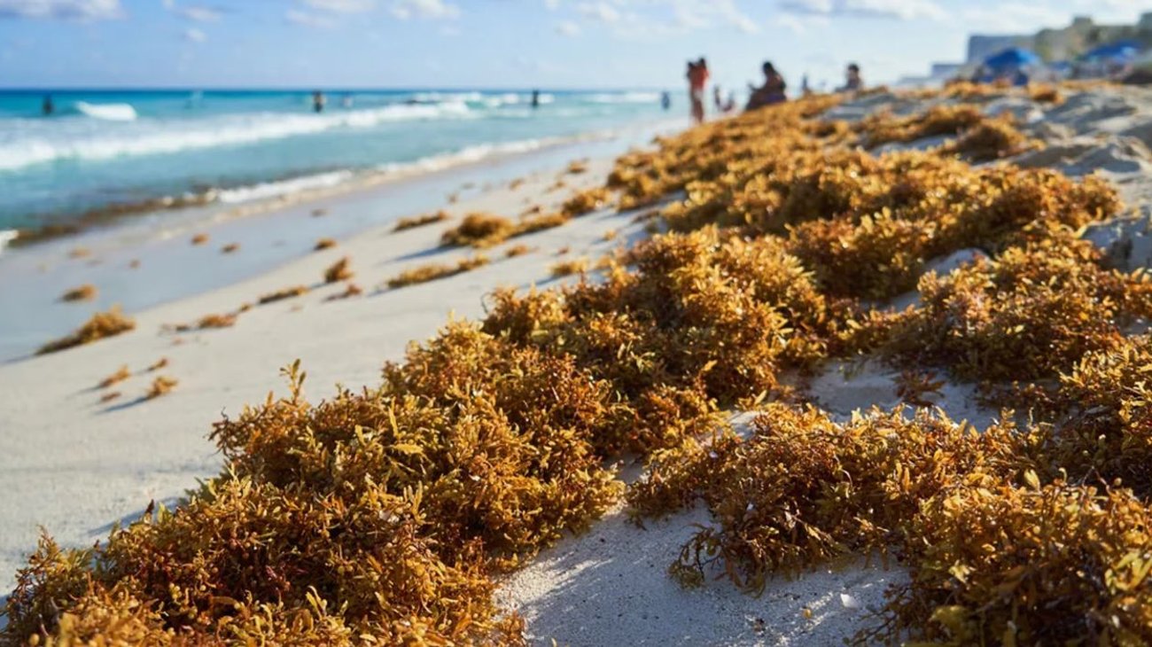 Playas de Quintana Roo registran más de 90% de sargazo