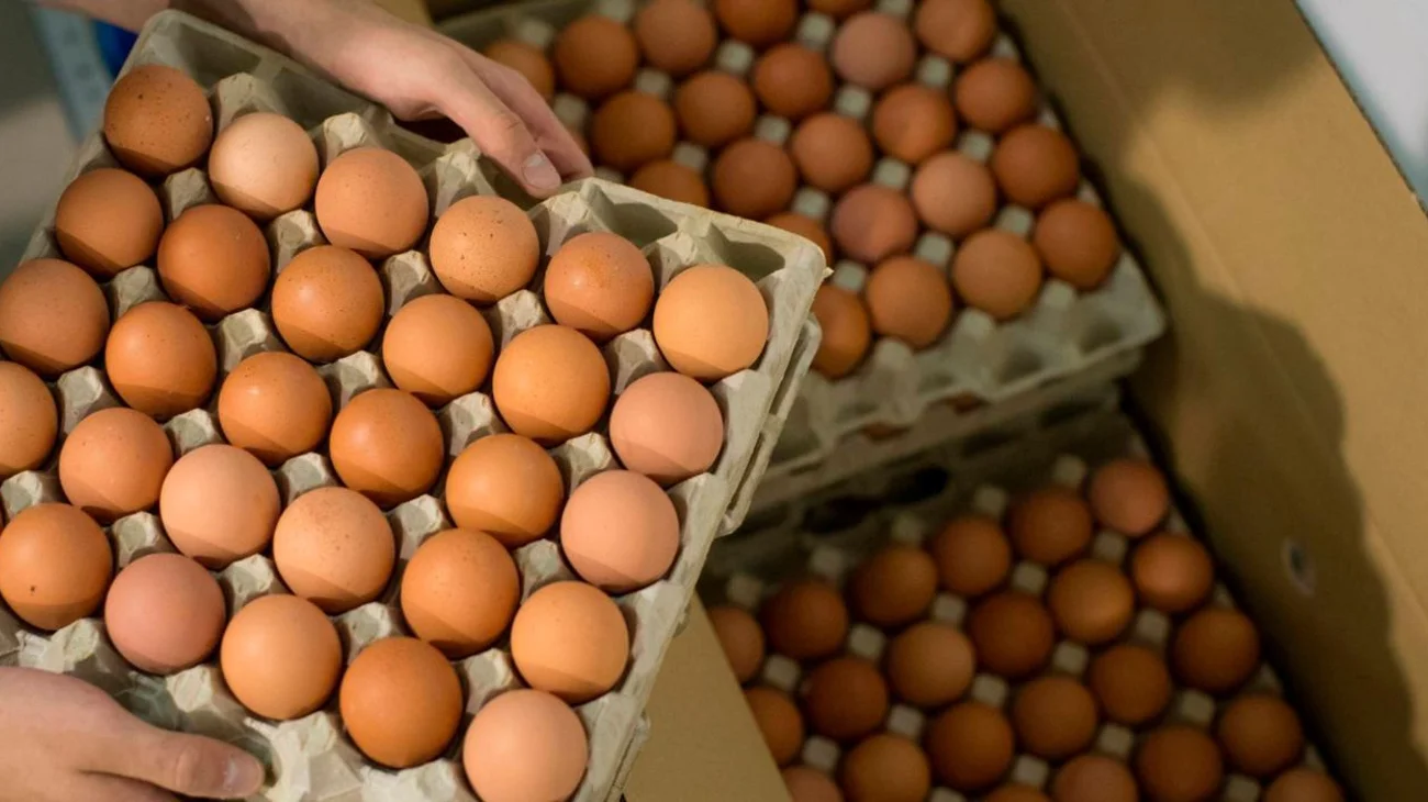 Retiran huevos del mercado por contaminación con Salmonella