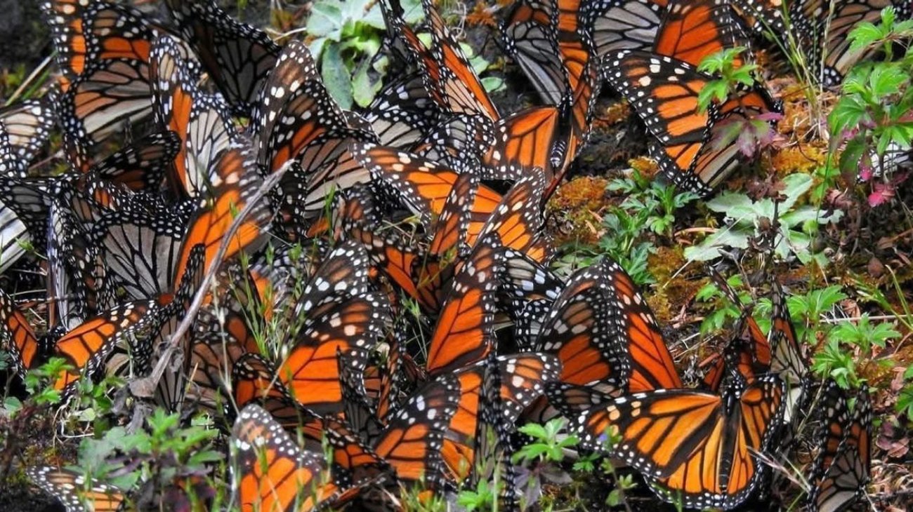 Colocarán dispositivos de rastreo a más de 200 mariposas monarca 
