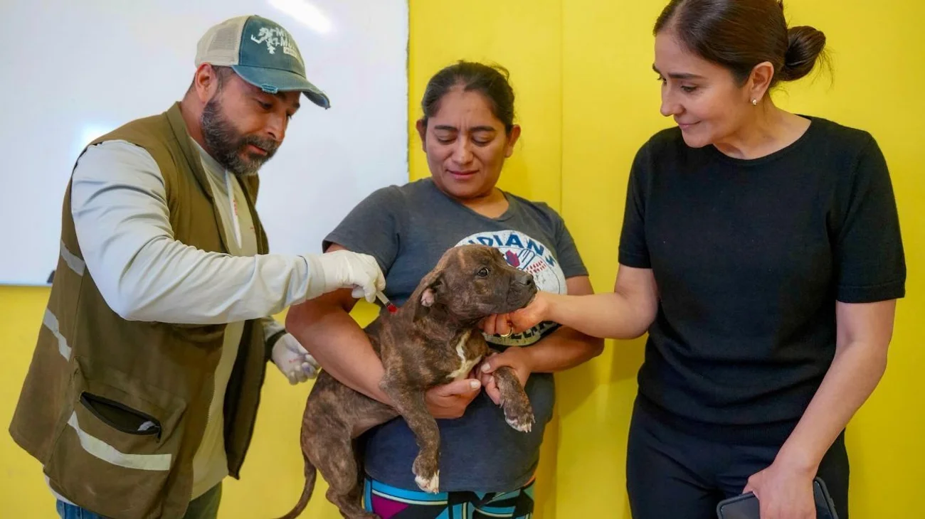 Esterilizan 800 mascotas en primeros días de gobierno