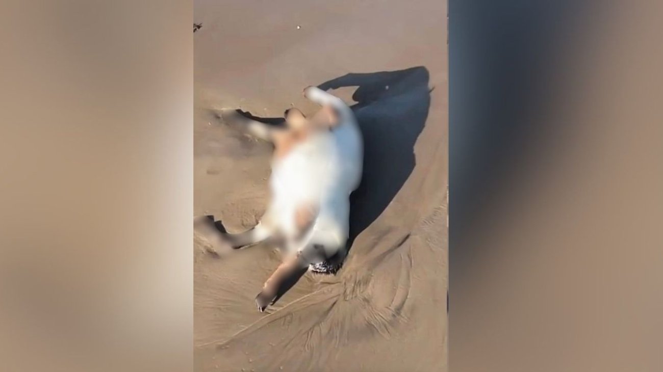 Investigan hallazgo de animales sin vida en Matamoros