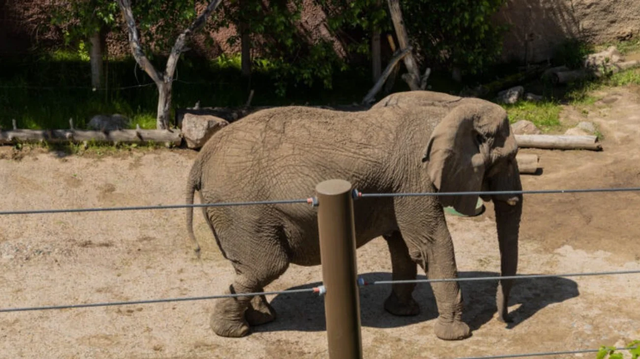 Tribunal de Colorado reafirma que cinco elefantes no son personas