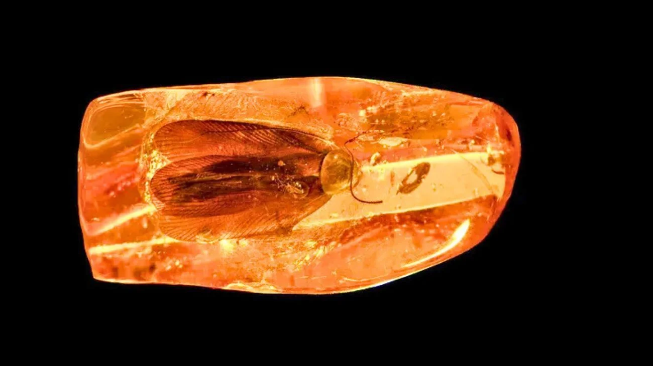 Hallan una cucaracha que vivió hace 40 millones de años en Rusia