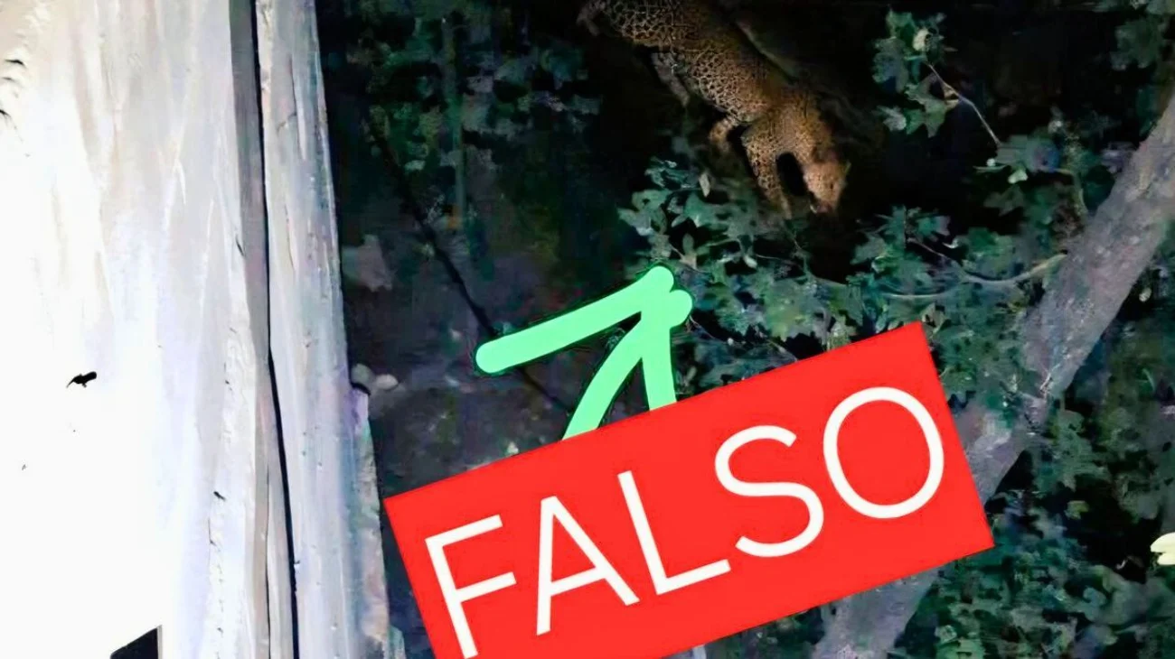 ¡Falso! Nunca existió el avistamiento de un jaguar en San Pedro