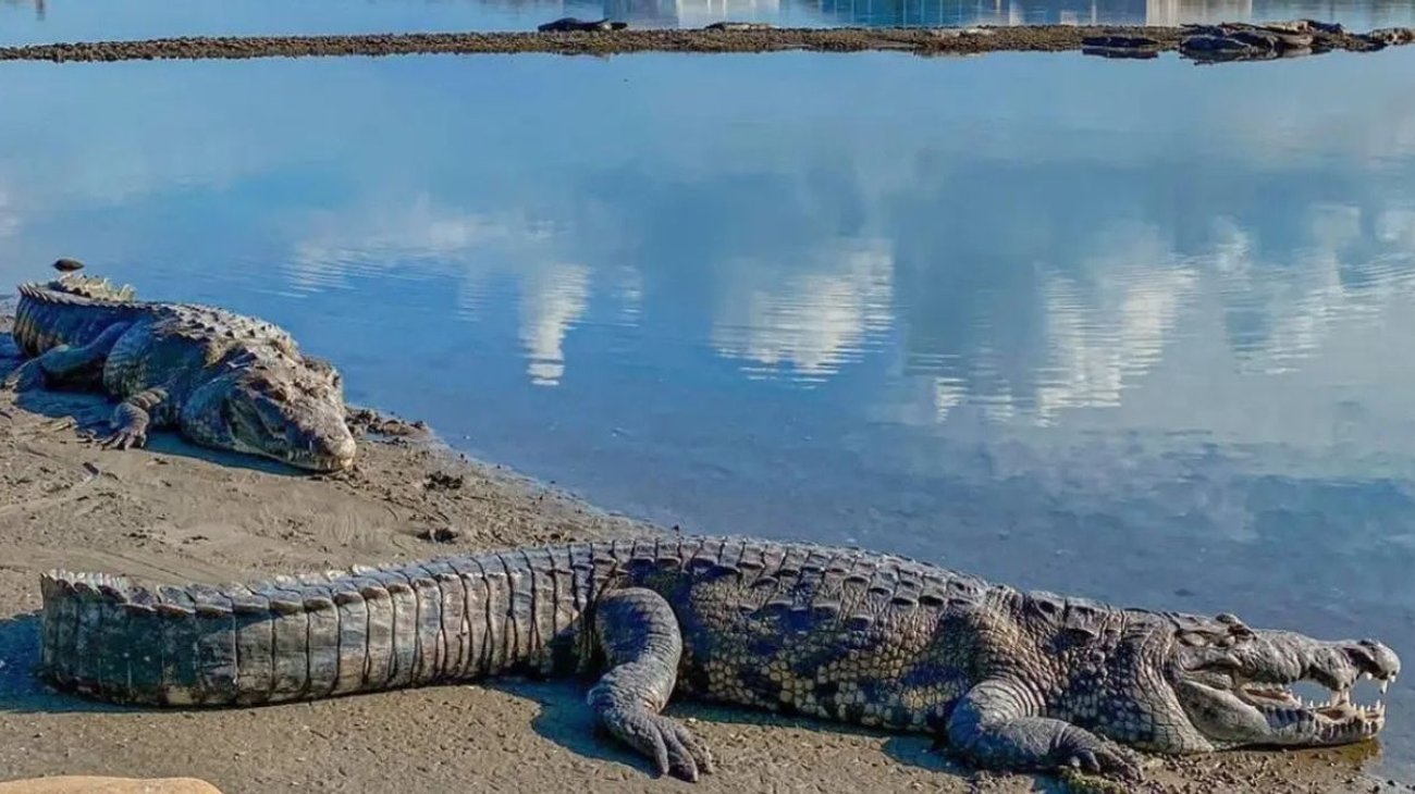 Descubre a los 'Juanchos' en la emblemática Laguna del Carpintero
