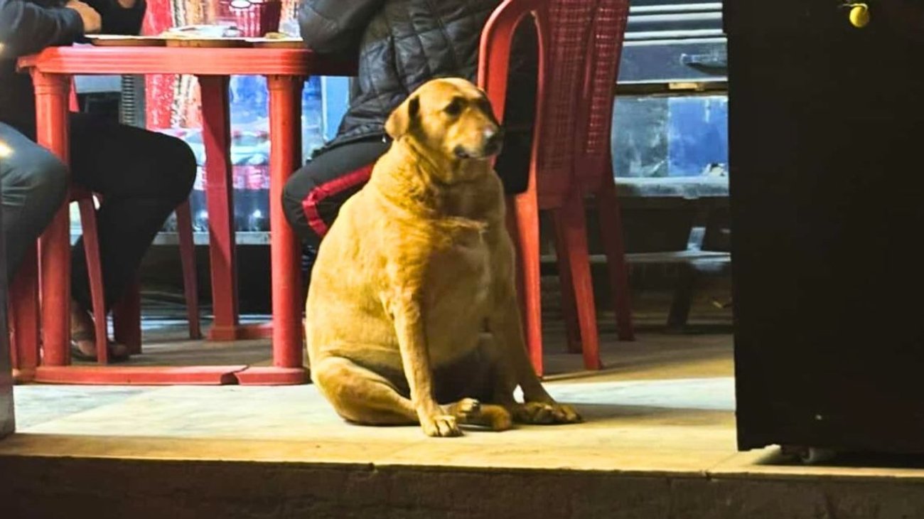 Concurso de perros gordos en India desata furor en redes sociales