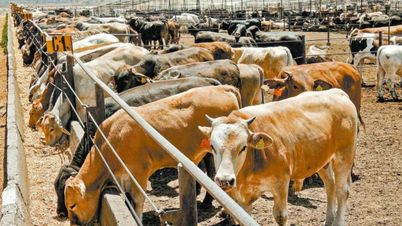 Ganaderos proponen acciones ante impacto por cierre de frontera