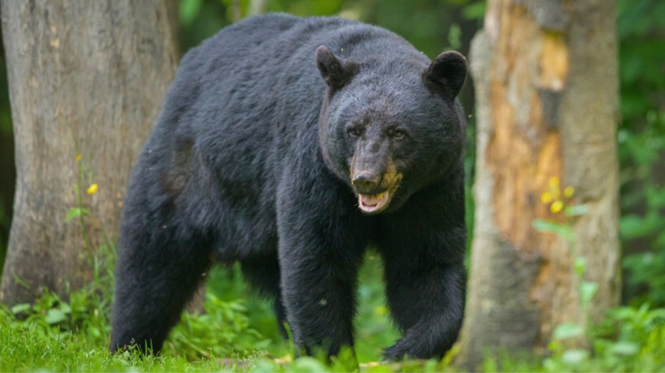 Florida permite nuevamente la caza de osos, tras 10 años de veto