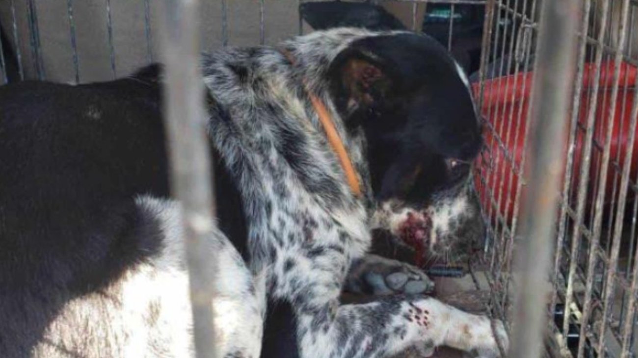 Tragedia en Matamoros: Perros atacan a bebé y muere