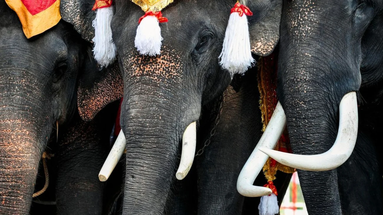 Elefante salvaje mata a hombre que se dedicaba a la caza furtiva