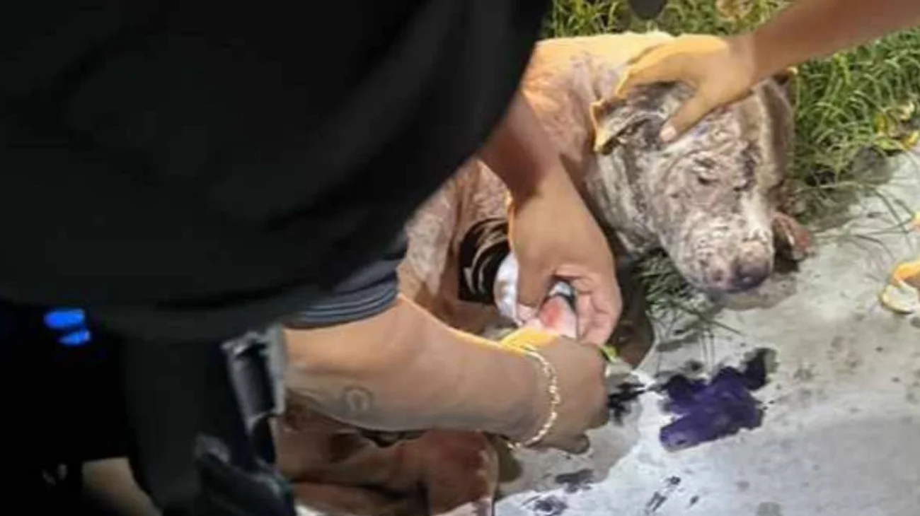 Piden detener a mujer que atacó con un machete a perro en Torreón